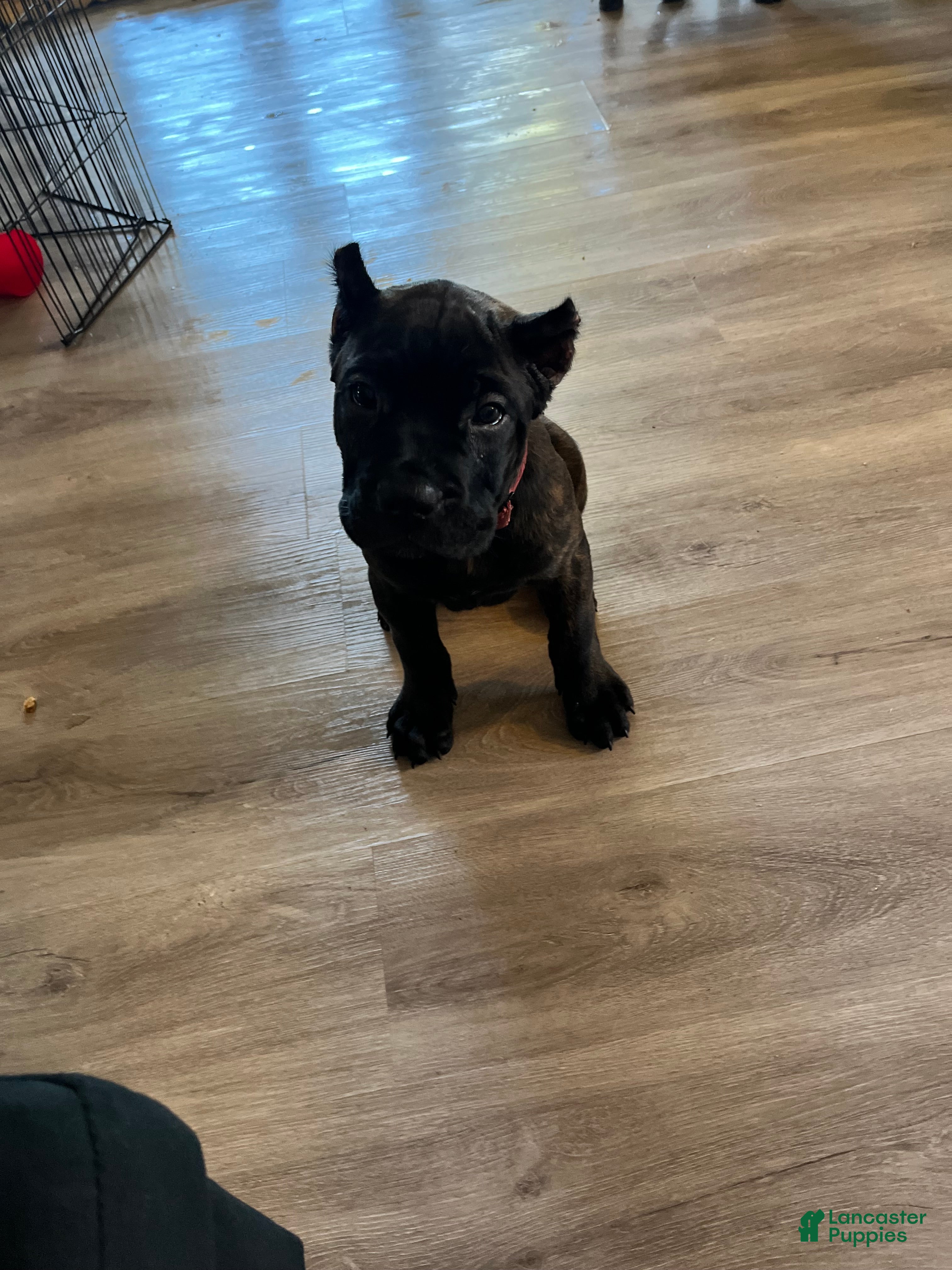 Cane Corso dogs for sale: Cane Corso 2 - Ad 1