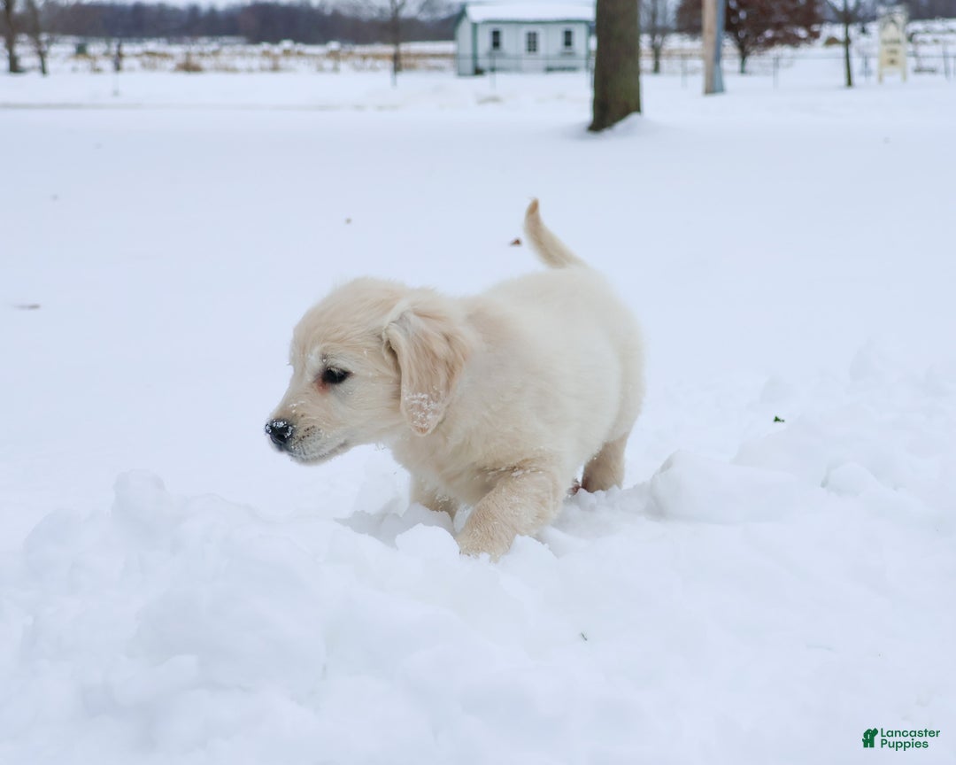 Golden Retriever dogs for sale: Chloe - Ad 3