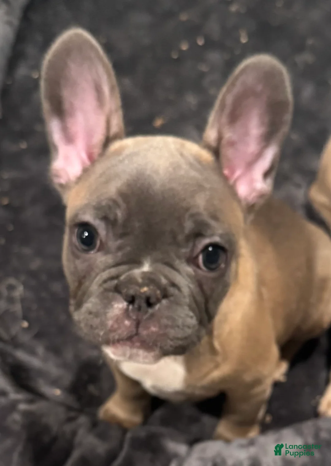 French Bulldog dogs for sale: Zeus - Ad 11