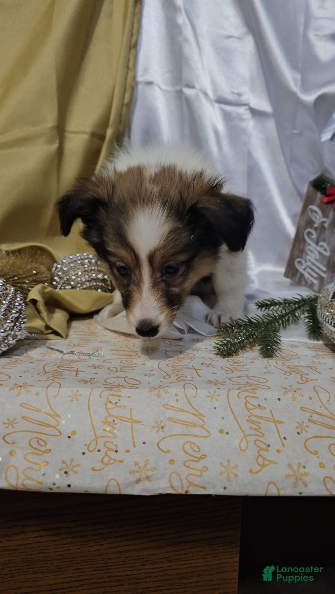 Shetland Sheepdog dogs for sale: Holly - Ad 6