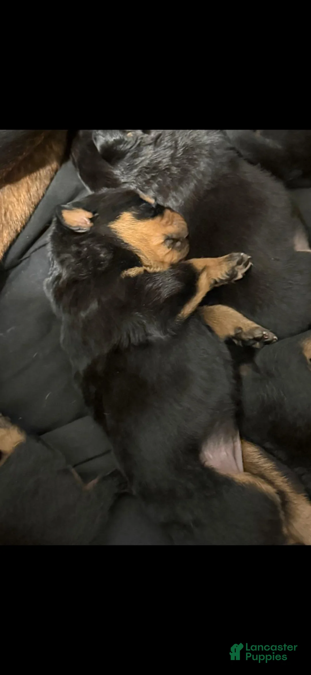 Rottweiler dogs for sale: Rottweiler 1 - Ad 1
