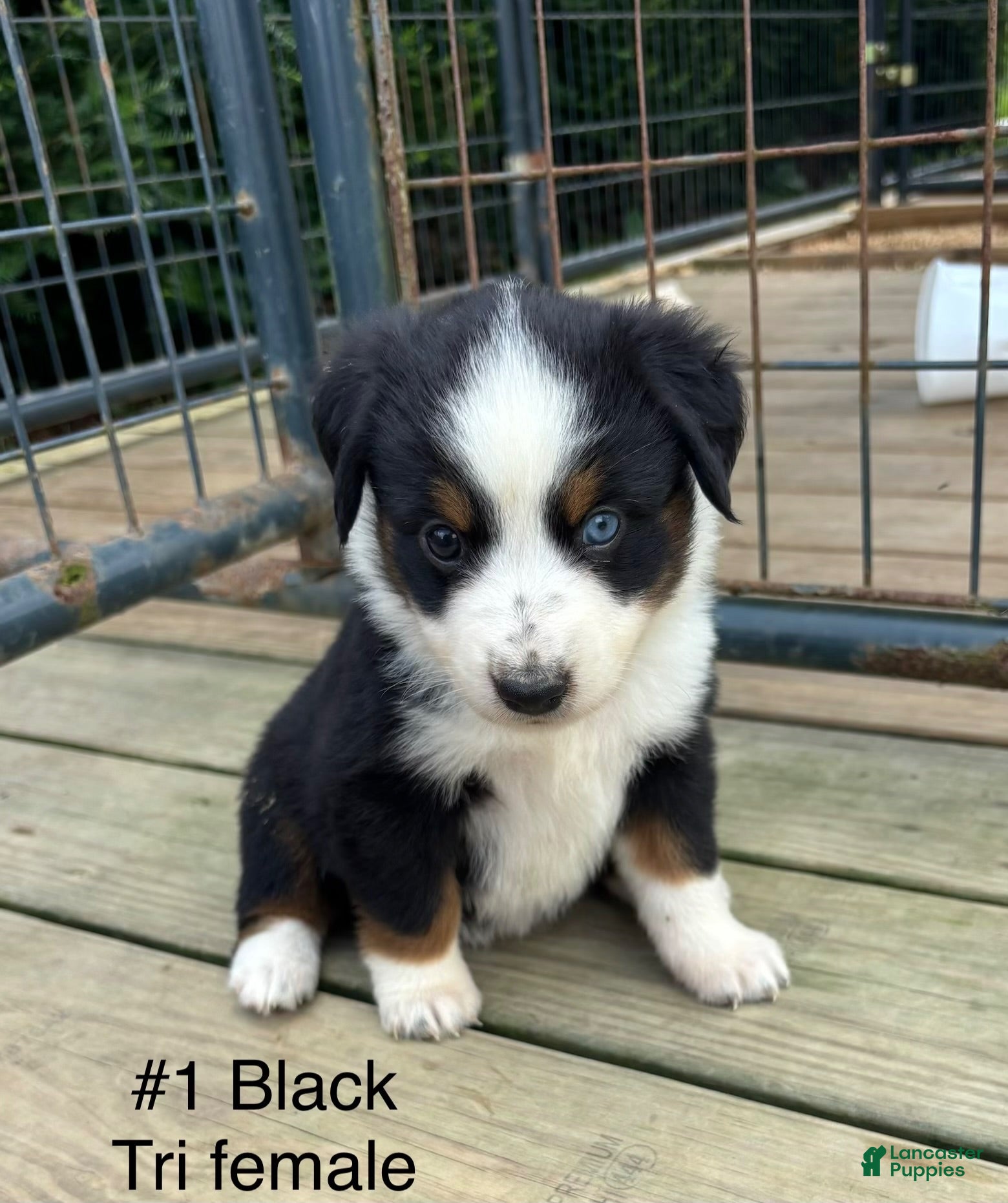 Miniature Australian Shepherd dogs #1 Sadie - Ad 2