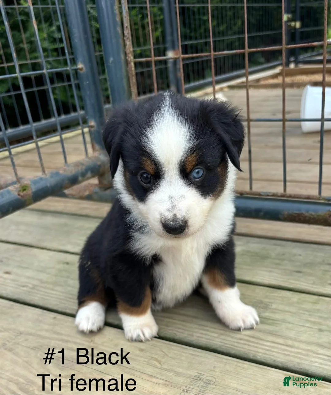 Miniature Australian Shepherd dogs for sale: #1 Black Tri Female - Ad 1