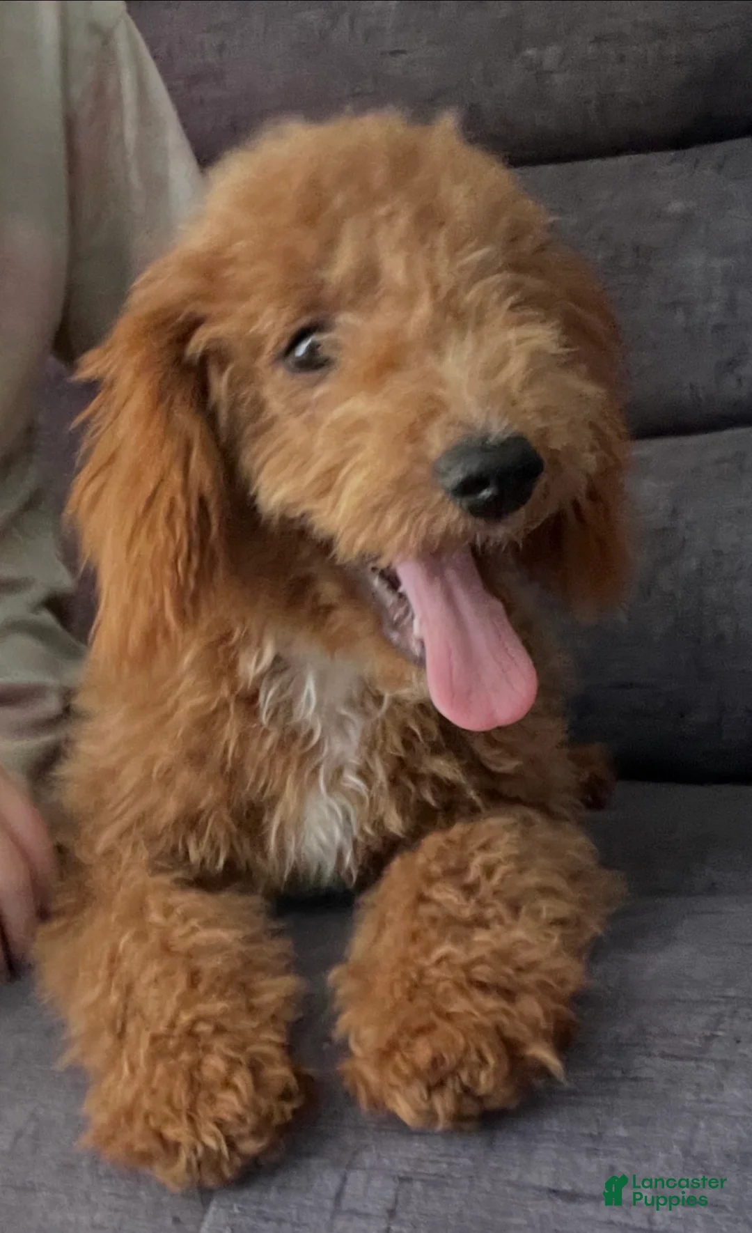 Mini Goldendoodle dogs for sale: El - Ad 2