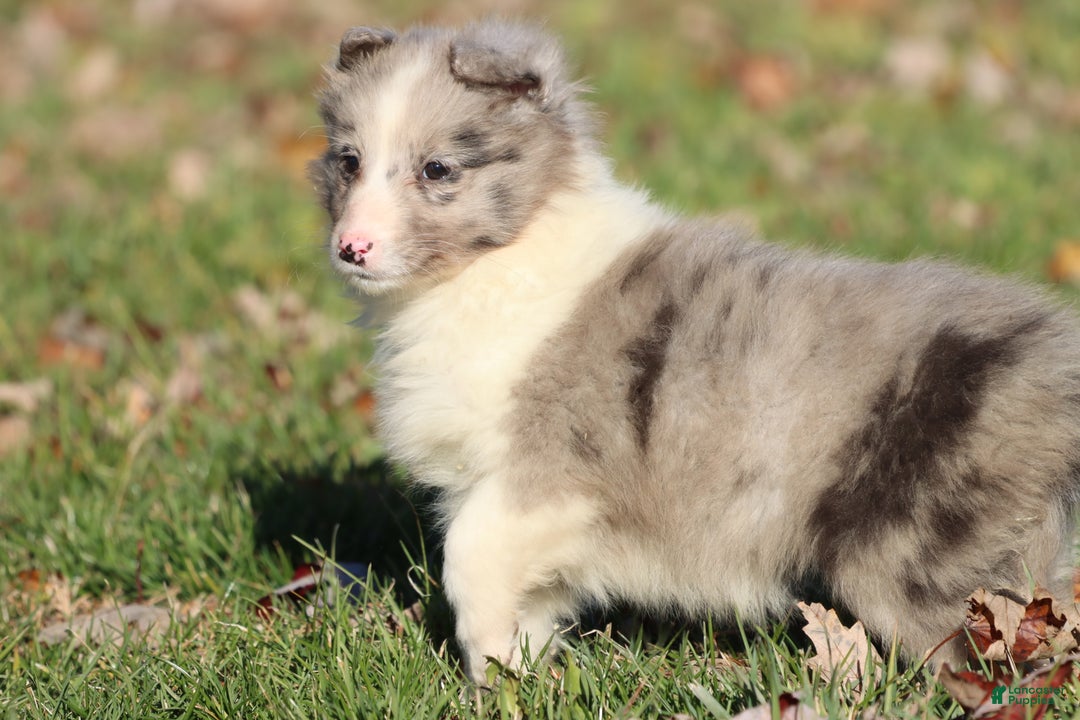 Shetland Sheepdog dogs for sale: Pearl - Ad 3