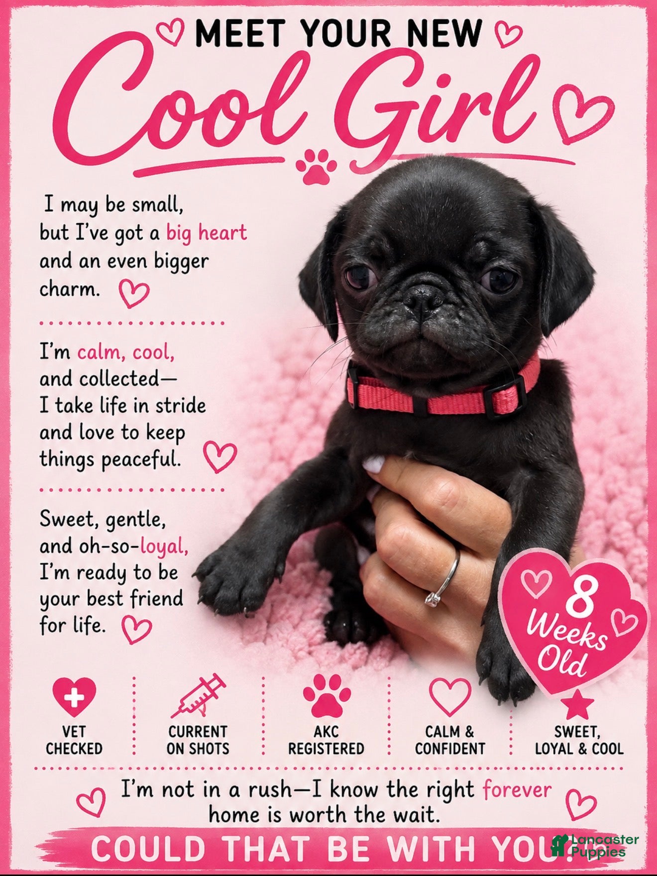 Pug dogs Pink - Ad 19
