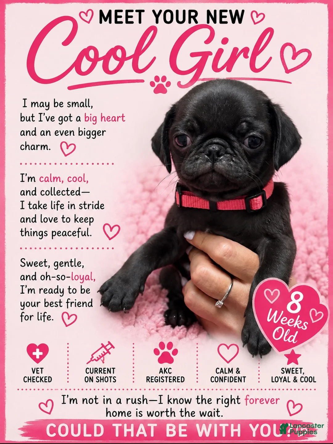 Pug dogs for sale: Pink - Ad 1