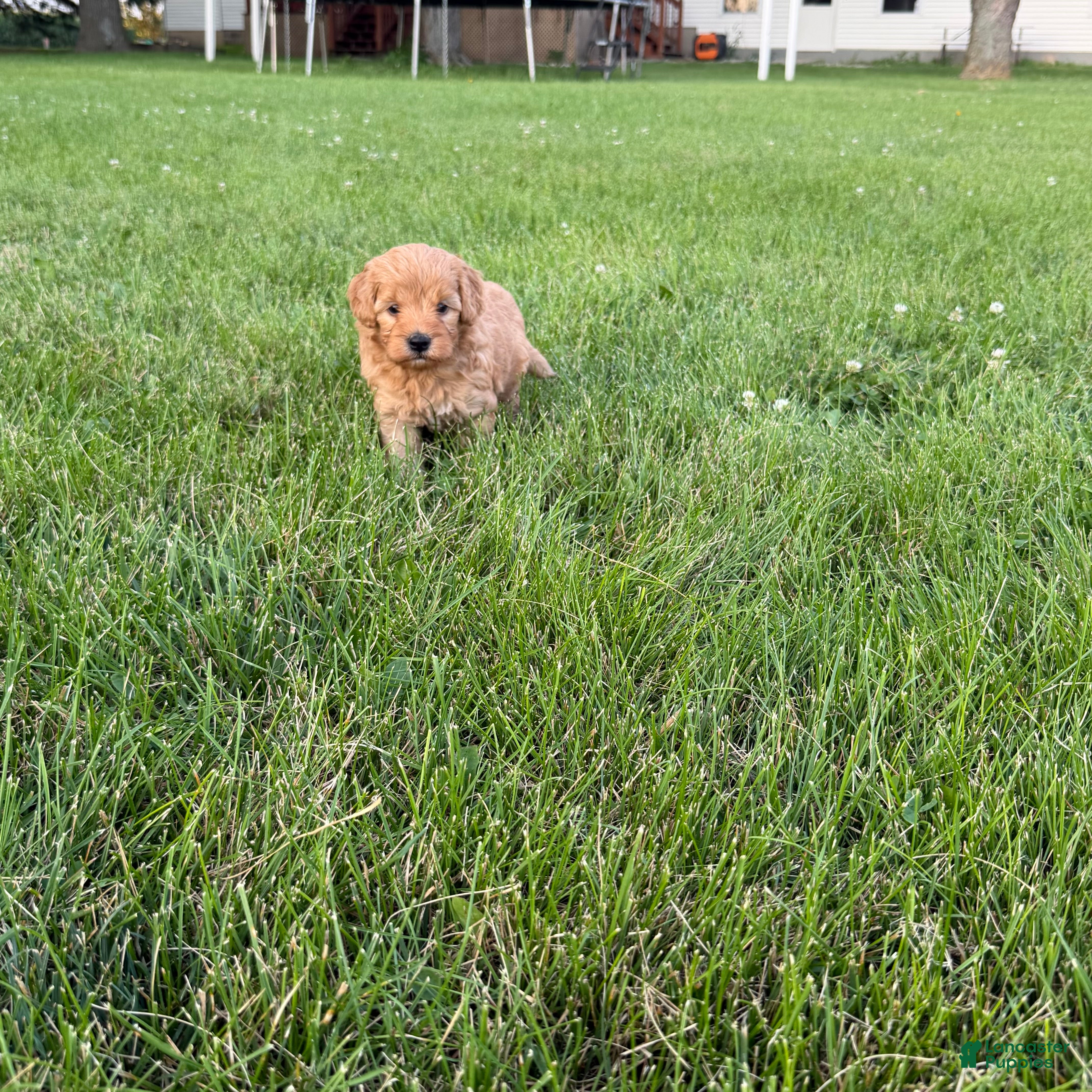 Mini Goldendoodle dogs Jazz Mini Goldendoodle  - Ad 2