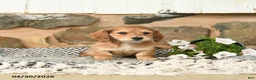 Miniature Dachshund dogs for sale: Karla - Ad 1