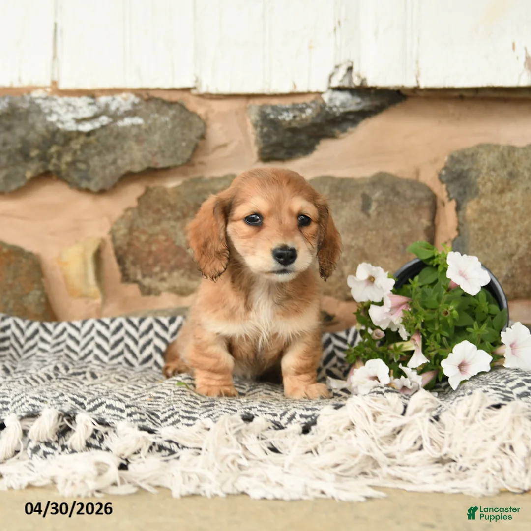 Miniature Dachshund dogs for sale: Karla - Ad 1