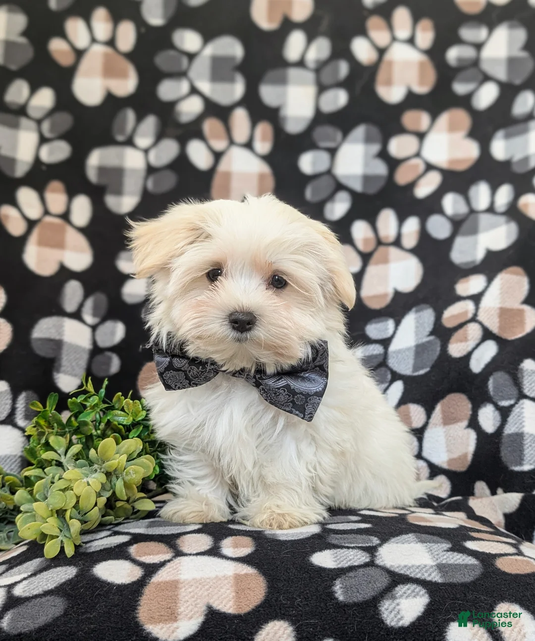 Maltese dogs for sale: Gus 7 lbs Full Grown - Ad 1