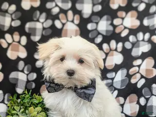 Maltese dogs for sale: Gus 7 lbs Full Grown - Ad 2