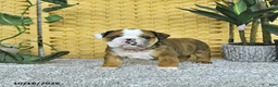 English Bulldog dogs for sale: Aston - Ad 1