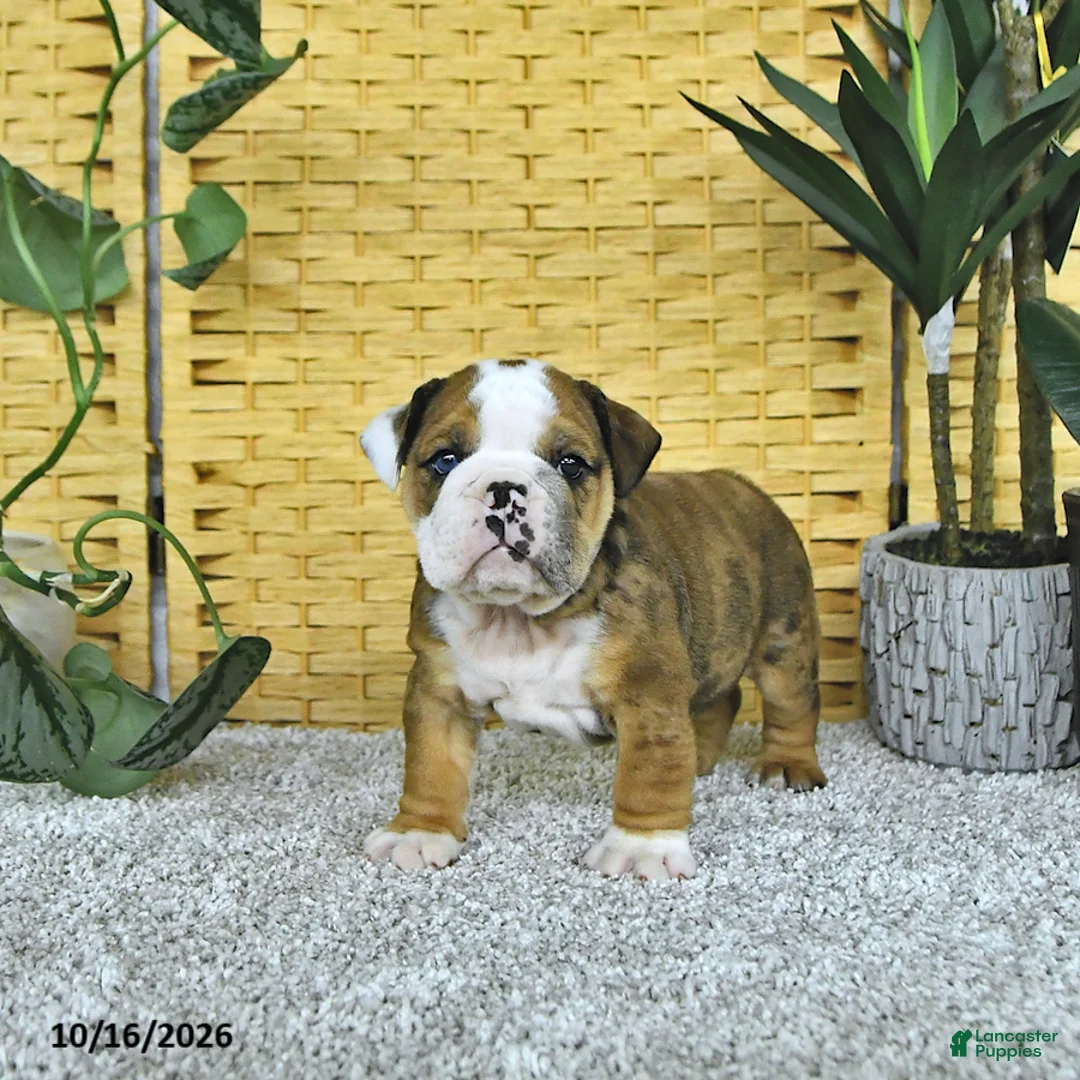 English Bulldog dogs for sale: Aston - Ad 1