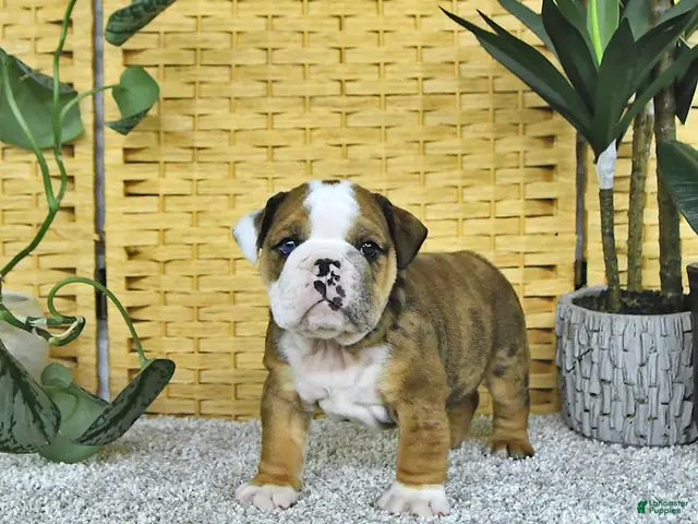 English Bulldog dogs for sale: Aston - Ad 1