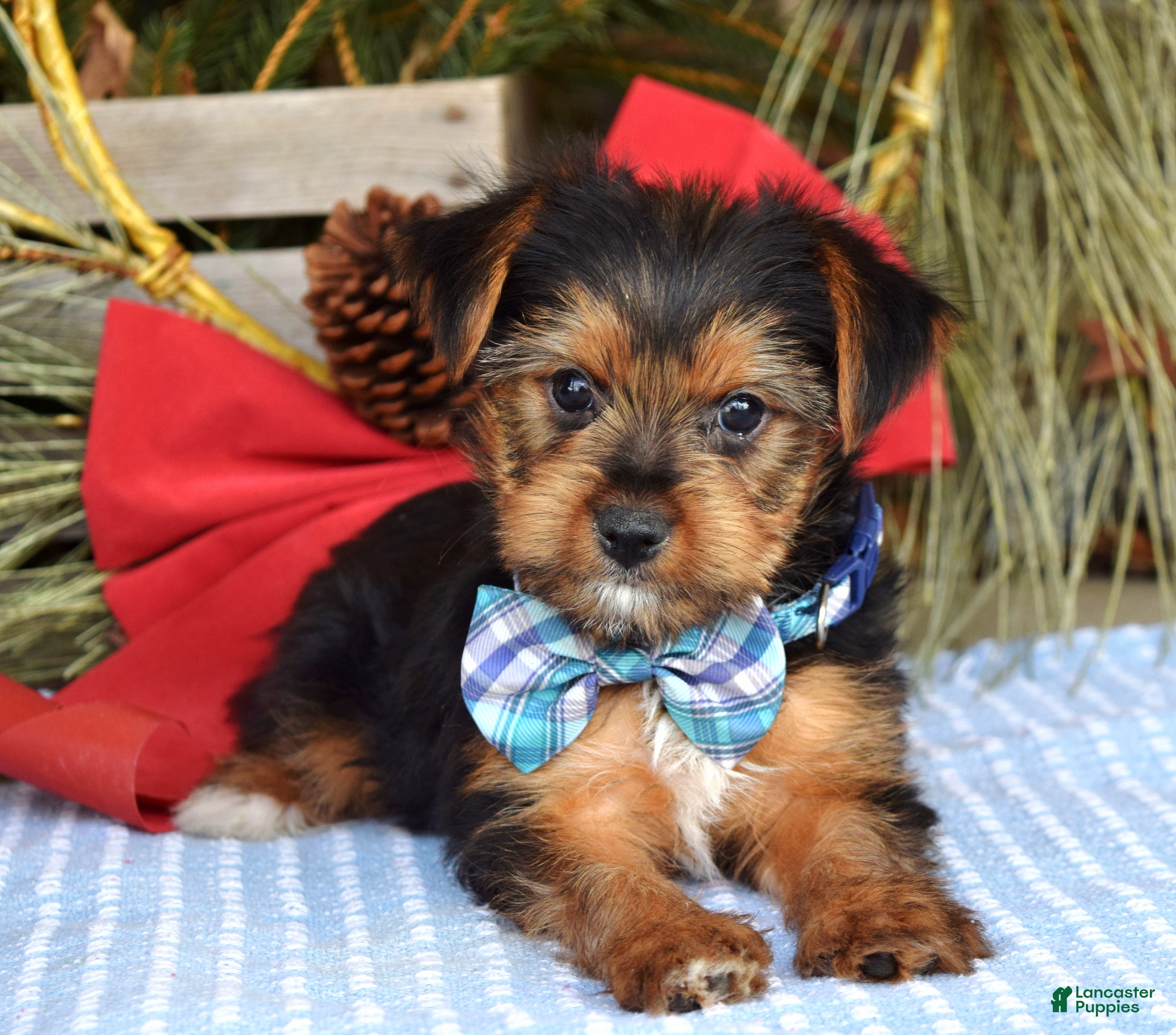 Yorkshire Terrier dogs Milo - Ad 31