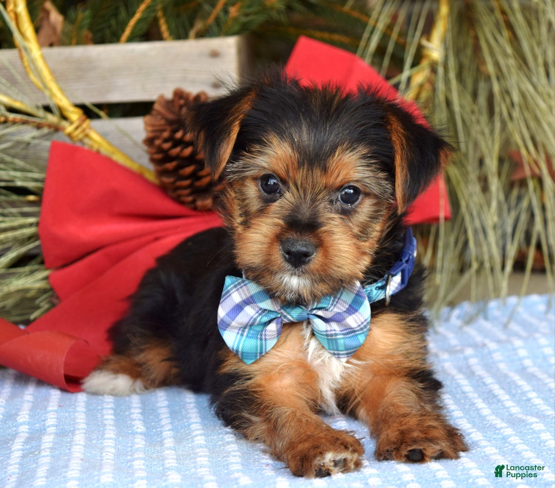 Yorkshire Terrier dogs for sale: Milo - Ad 4