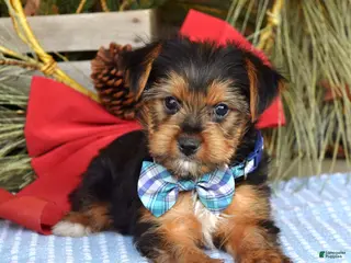 Yorkshire Terrier dogs Milo - Ad 31