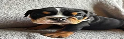 English Bulldog dogs for sale: Hank - Ad 4