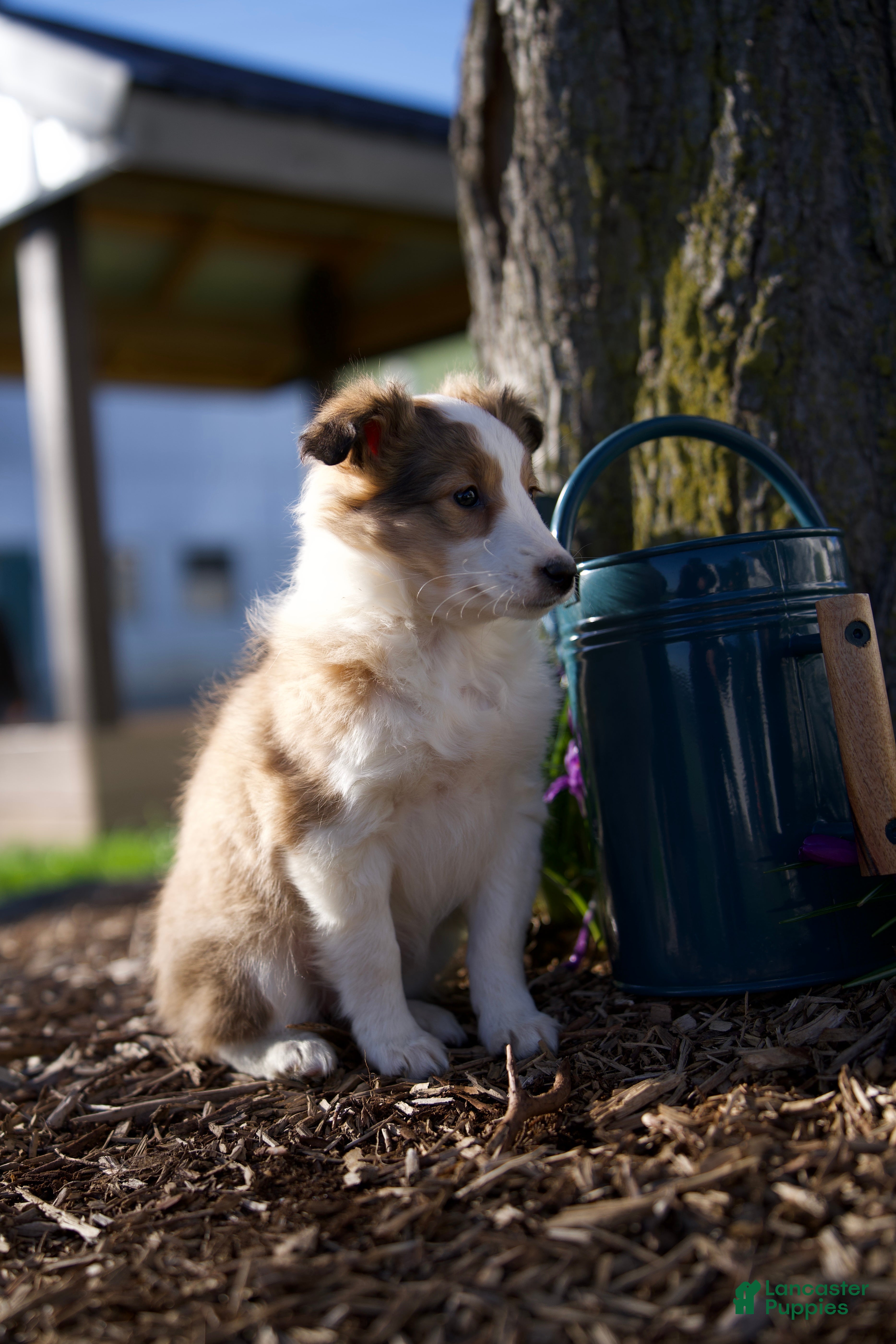 Shetland Sheepdog dogs BLOOM - Ad 2