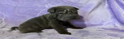 Shar Pei dogs for sale: Rapunzel - Ad 1