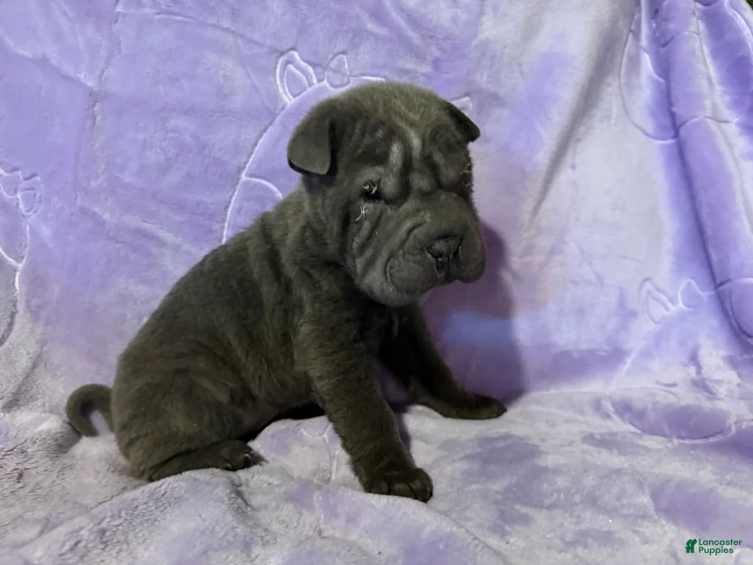 Shar Pei dogs for sale: Rapunzel - Ad 1