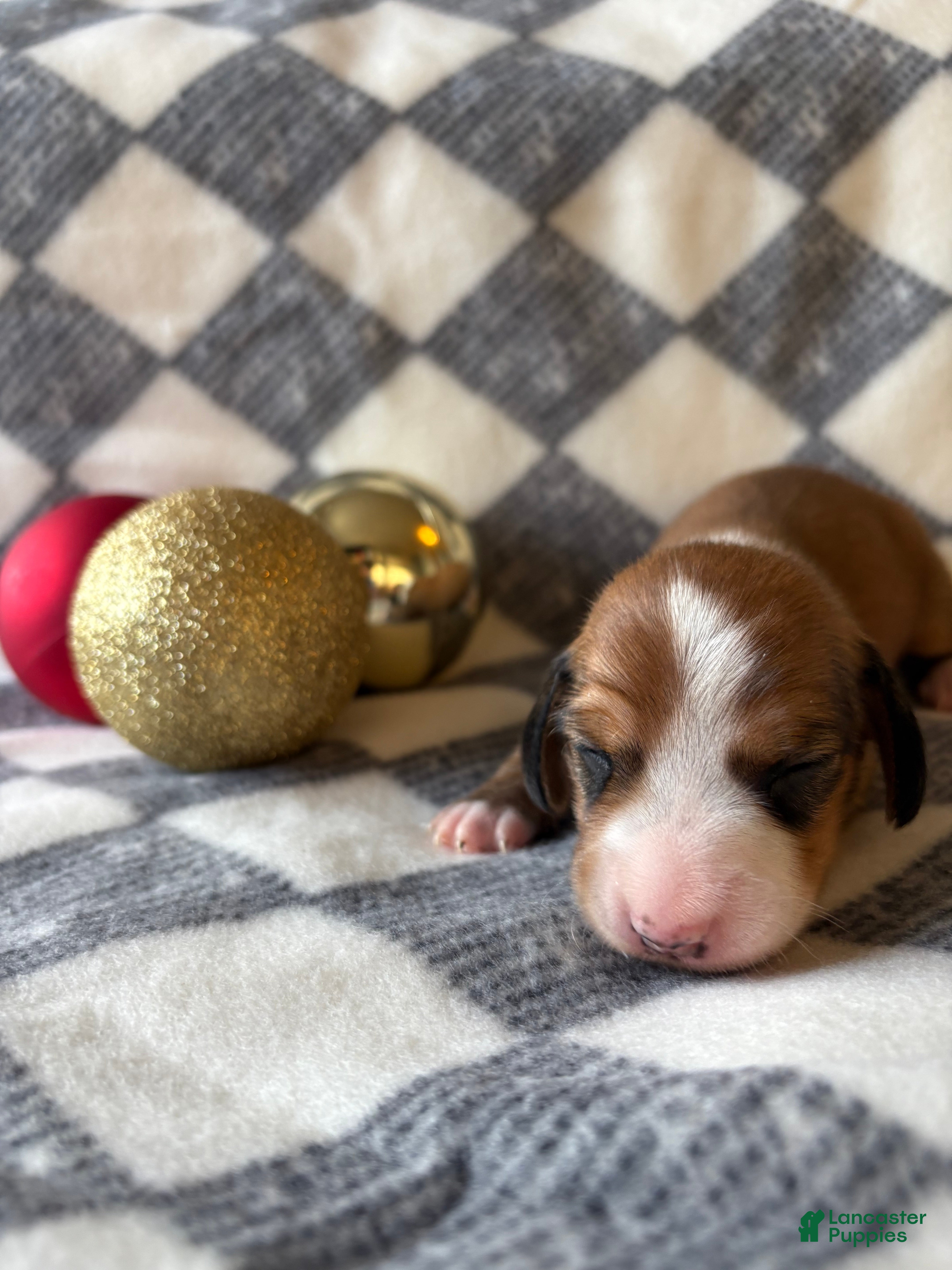 Dachshund dogs Tiger - Ad 1