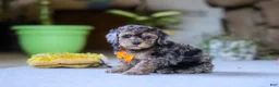 Miniature Poodle dogs for sale: Carter - Ad 4