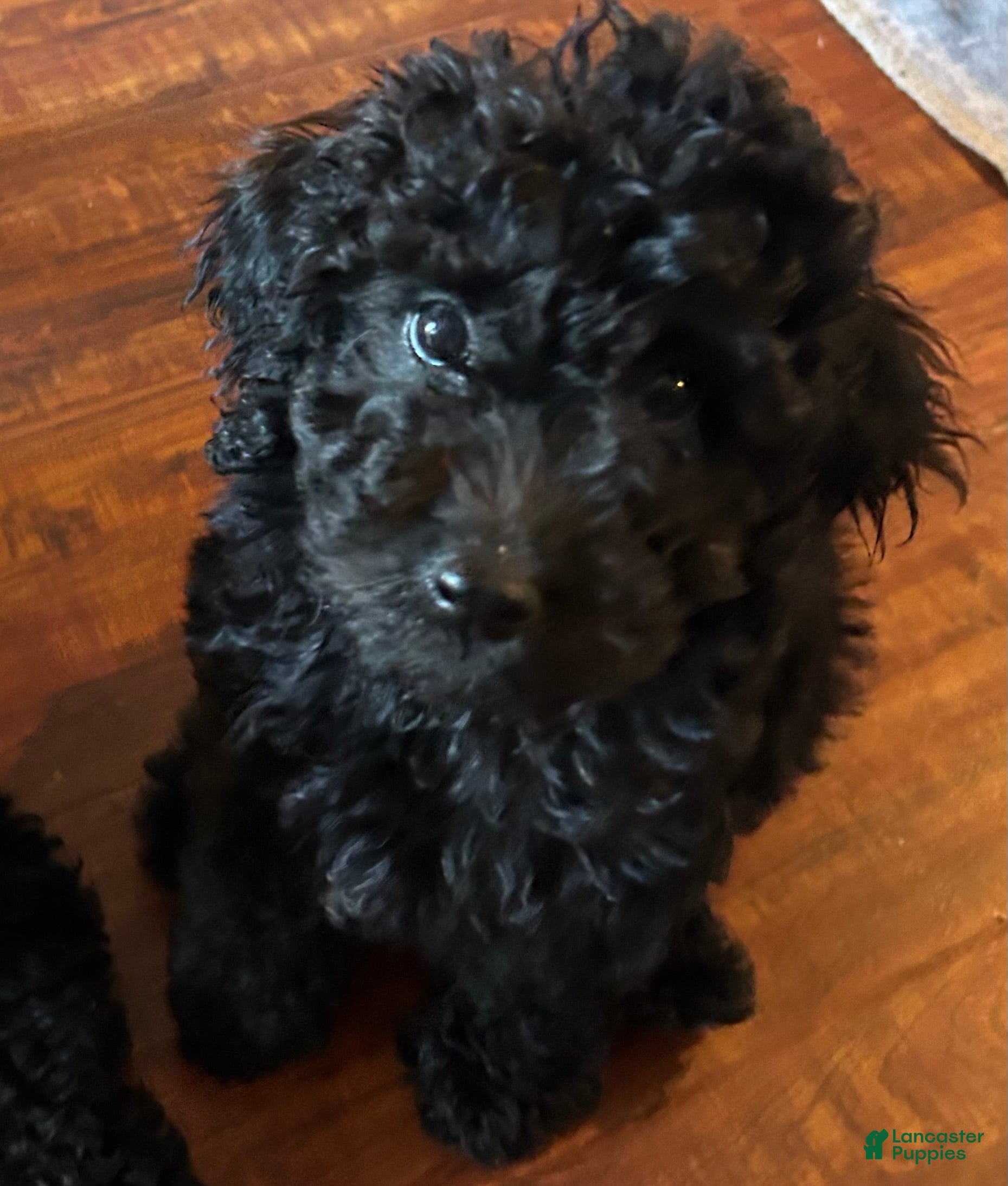 Goldendoodle dogs Goldendoodle Puppy 1 - Ad 1