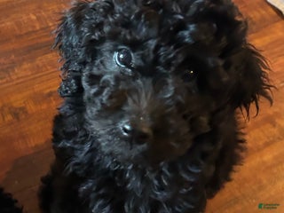 Goldendoodle dogs Goldendoodle Puppy 1 - Ad 6