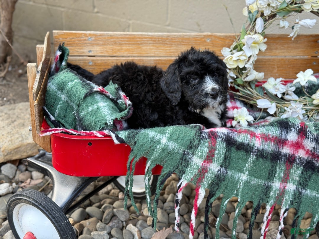 Mixed Breed dogs for sale: Rusty - Ad 4