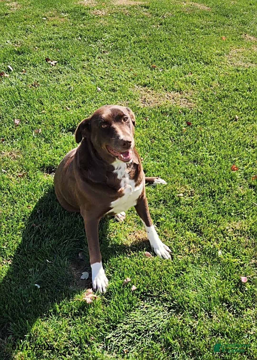 Mixed Breed dogs for sale: Marci - Ad 2