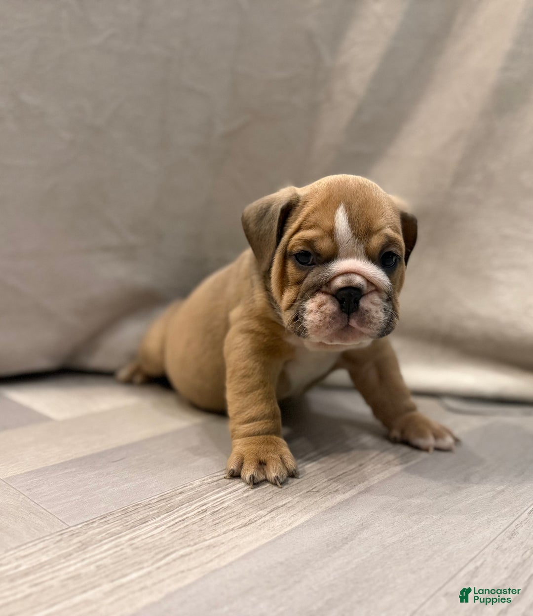 English Bulldog dogs for sale: Turbo - Ad 4