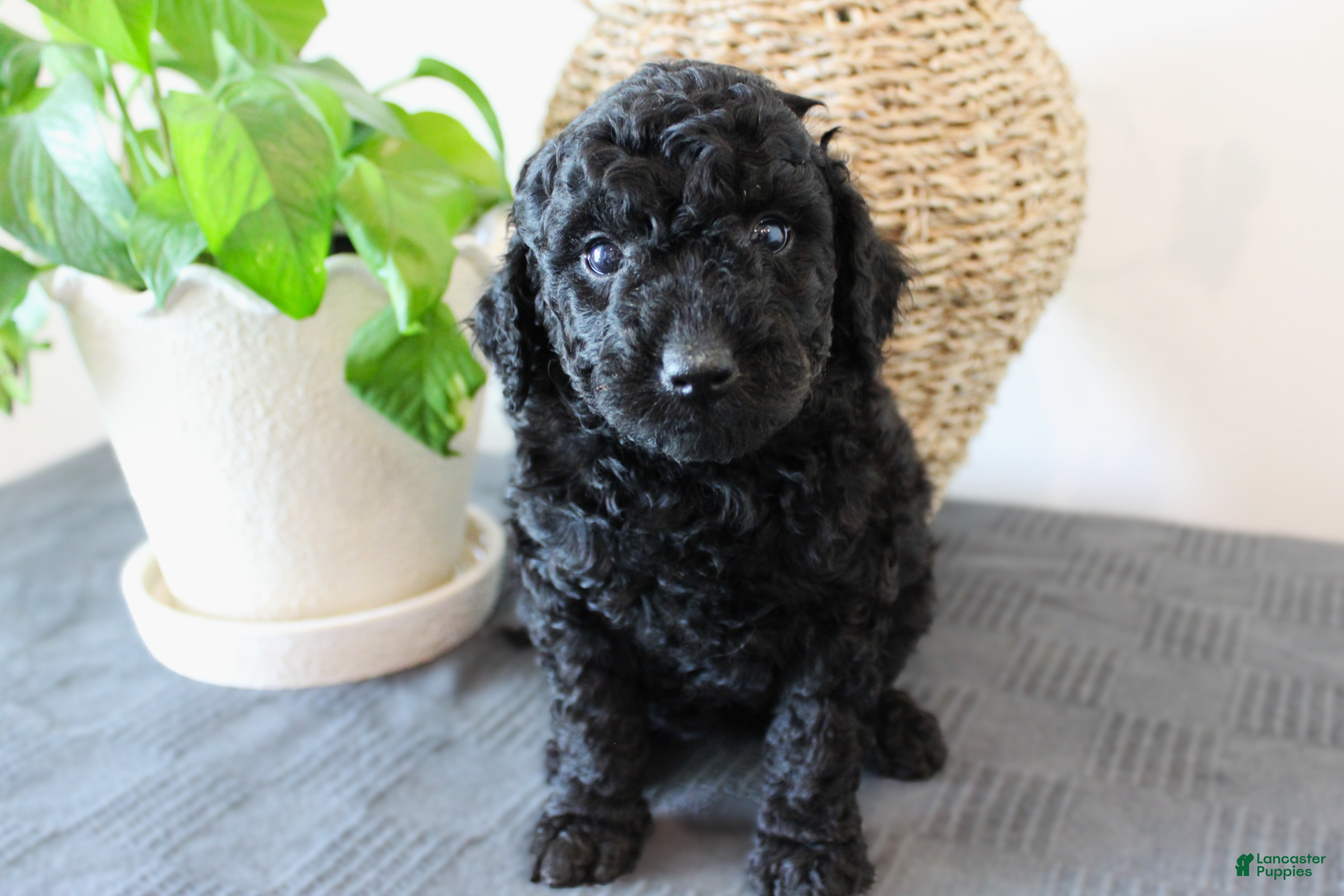 Mini Goldendoodle dogs Hazel - Ad 2
