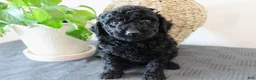 Mini Goldendoodle dogs for sale: Hazel - Ad 1