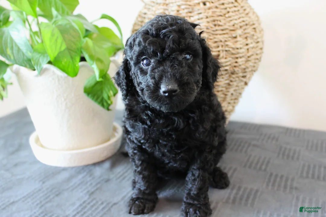 Mini Goldendoodle dogs for sale: Hazel - Ad 1