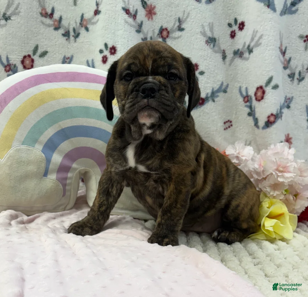 English Bulldog dogs for sale: Dora - Ad 1