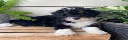 Mini Bernedoodle dogs for sale: Bo- mini/medium - Ad 3
