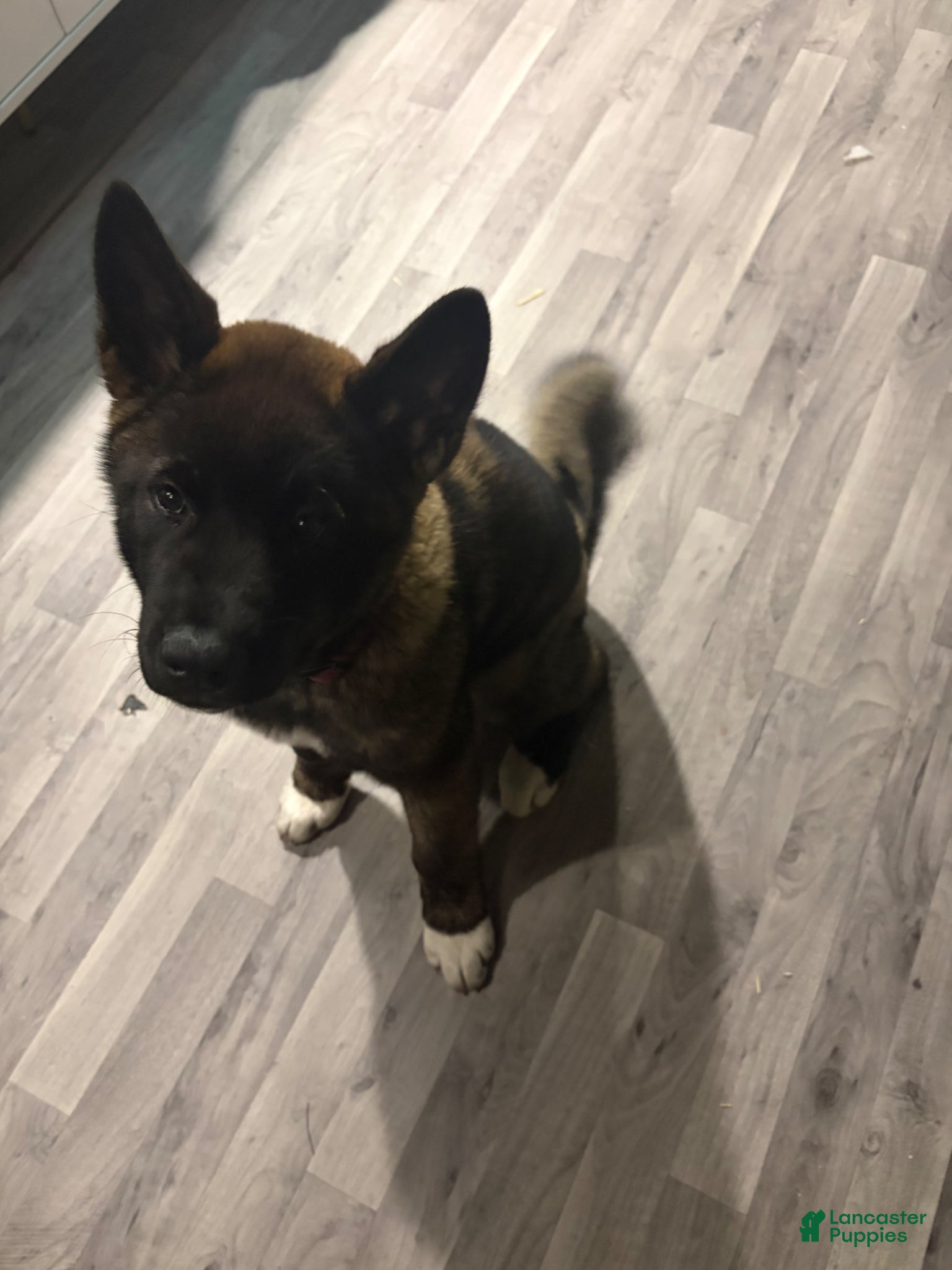 Akita dogs Akita Puppy 1 - Ad 24