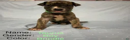 Great Dane dogs for sale: Taurus - Ad 3