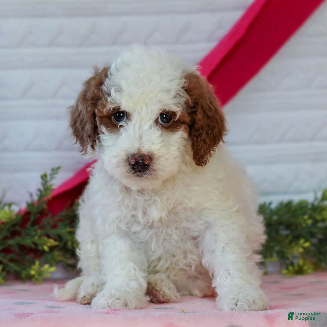 Mini Goldendoodle dogs for sale: Jellybean  - Ad 4