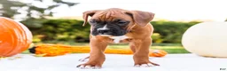 Boxer dogs for sale: Orlando Boxer - Ad 5