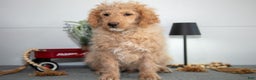 Mini Goldendoodle dogs for sale: Myles - Ad 2