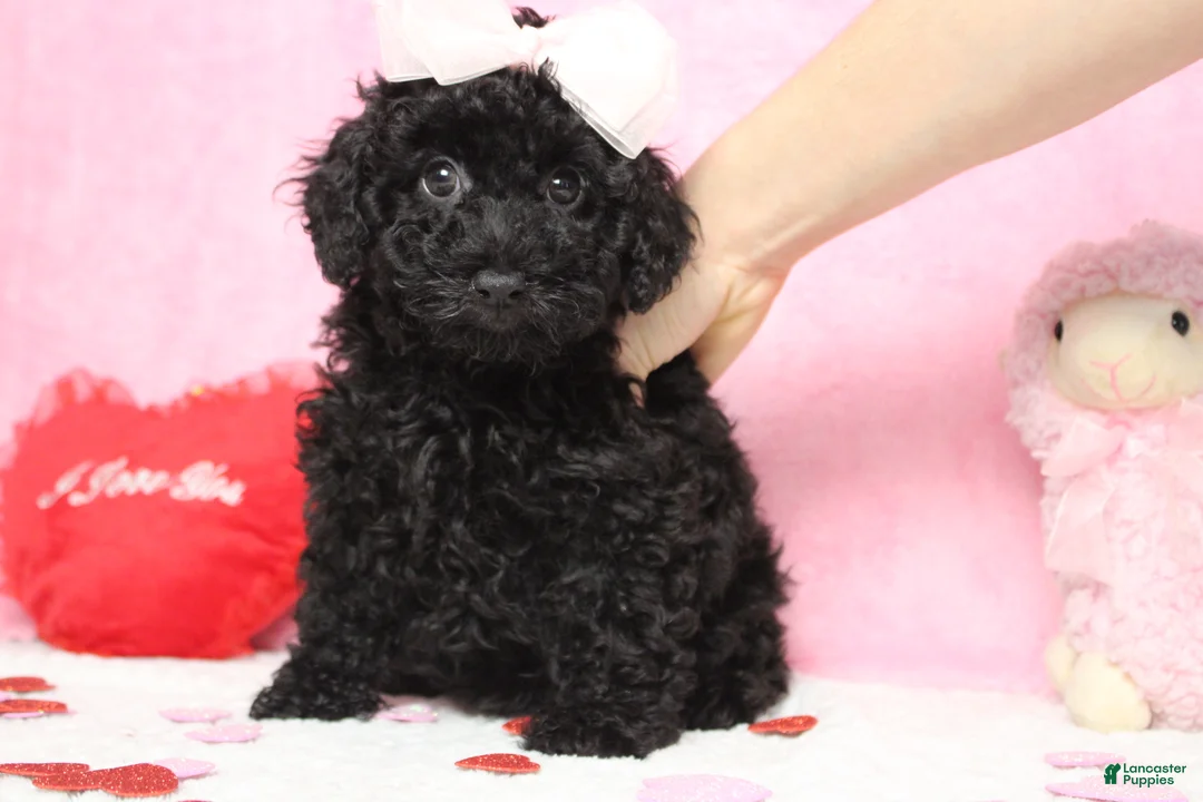 Toy Poodle dogs for sale: Onyx - Ad 9