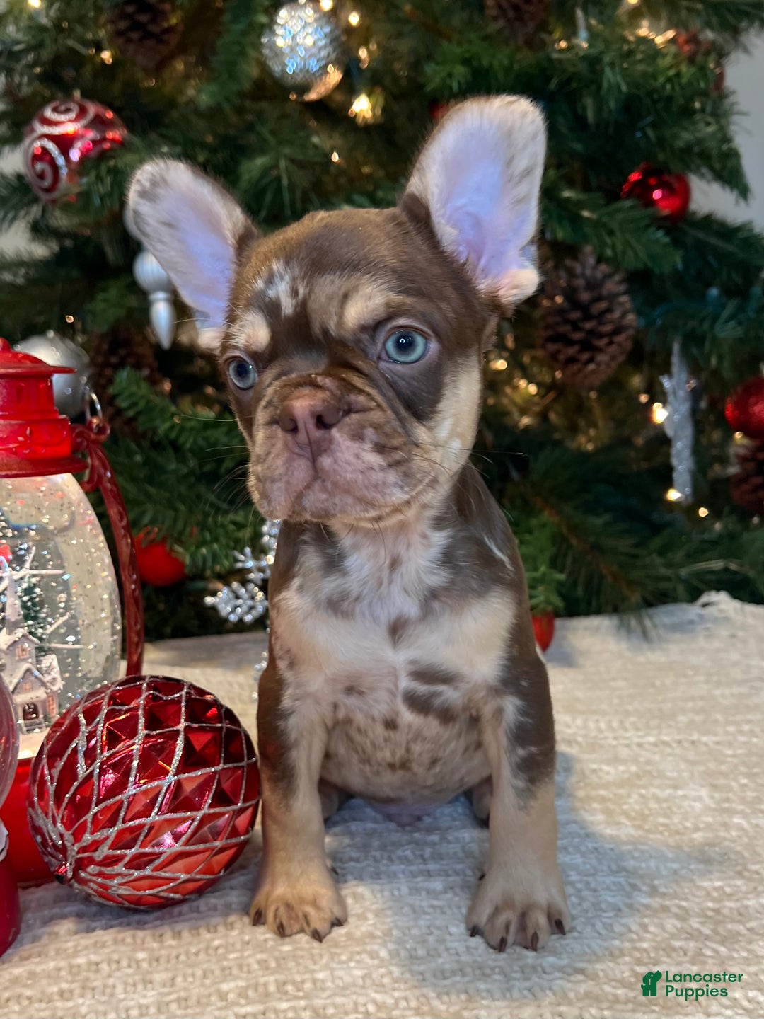 French Bulldog dogs for sale: Reese’s Akc - Ad 3