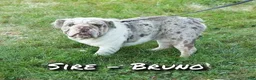 English Bulldog dogs for sale: Gherkin - Ad 11