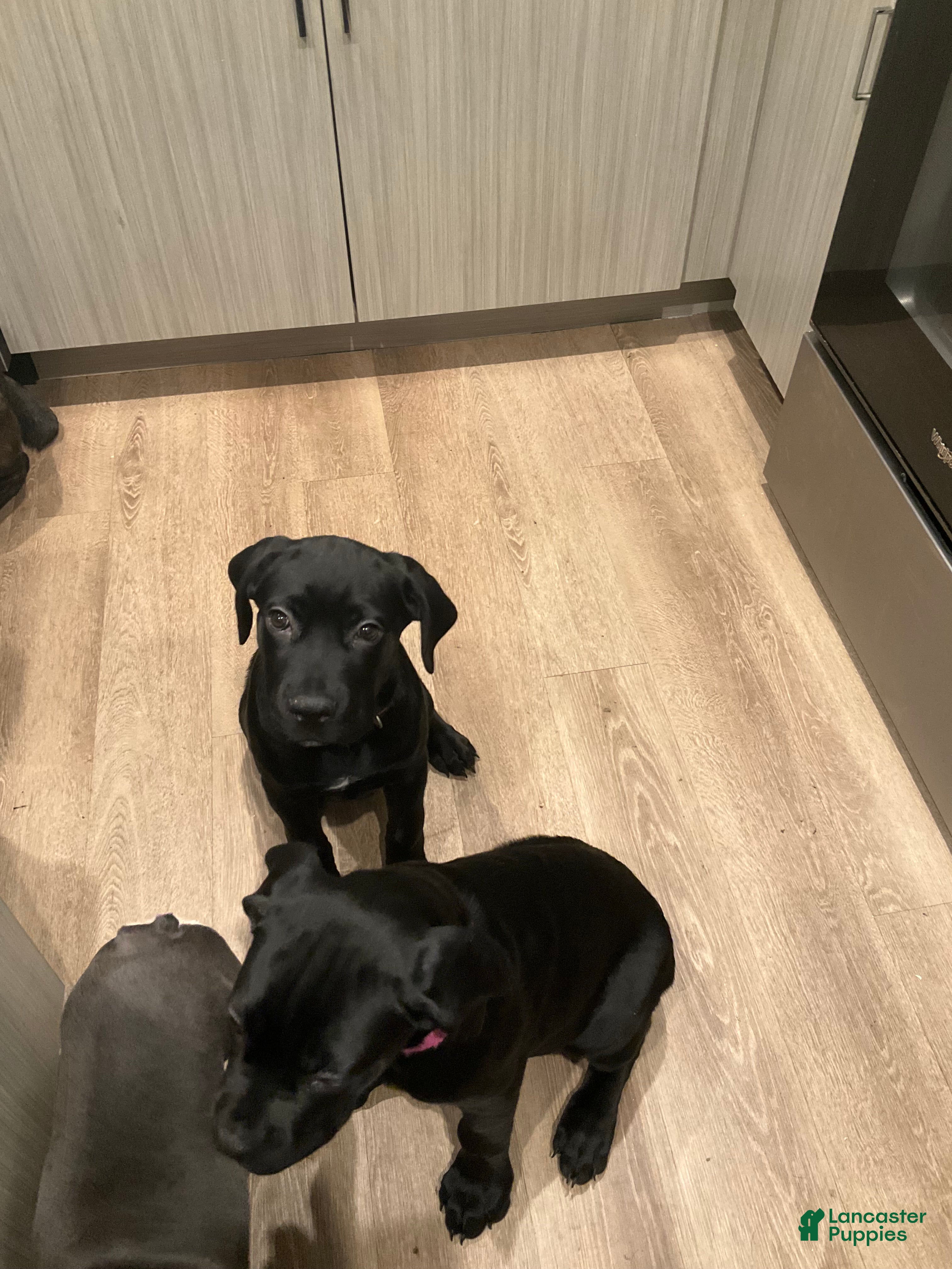 Cane Corso dogs Cane Corso Puppy 7 - Ad 1