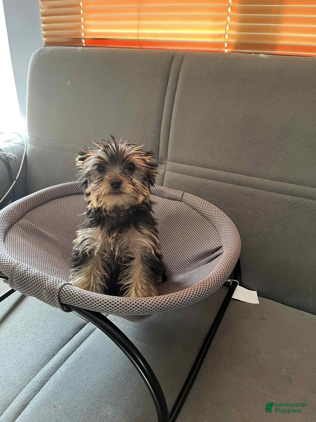 Yorkshire Terrier dogs for sale: Yorkshire Terrier Puppy 4 - Ad 3