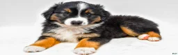 Miniature Australian Shepherd dogs for sale: Easton - Ad 4