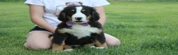 Bernese Mountain Dog dogs for sale: Moose  - Ad 3